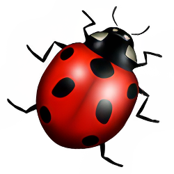 Ladybug
