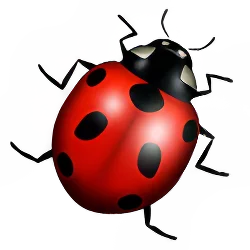 Ladybug