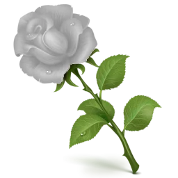 Rosa del alba