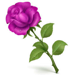 Rosa vibrante