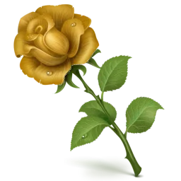 Rosa amiticia