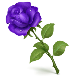 Rosa violaceum