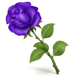 Rosa violaceum