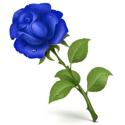 Rosa nocturna