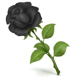Rosa tenebris