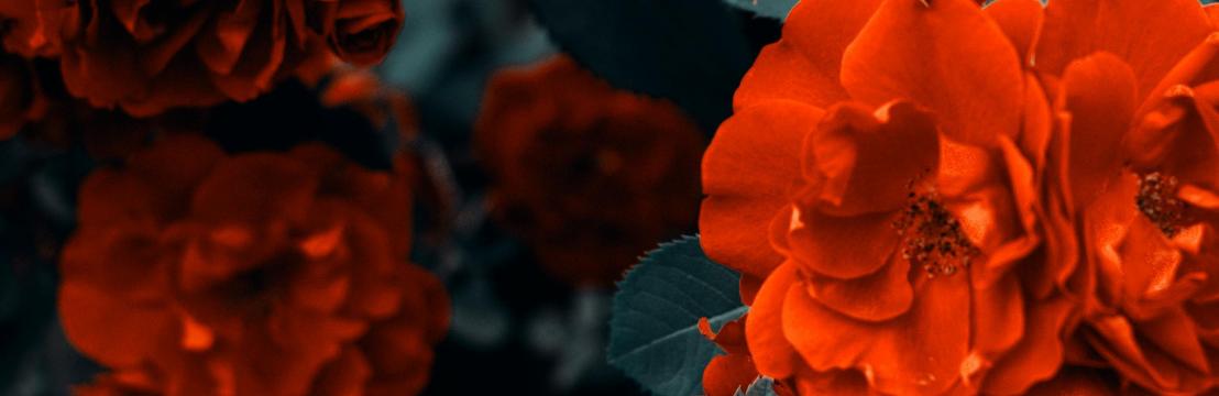 Sunset Rose 