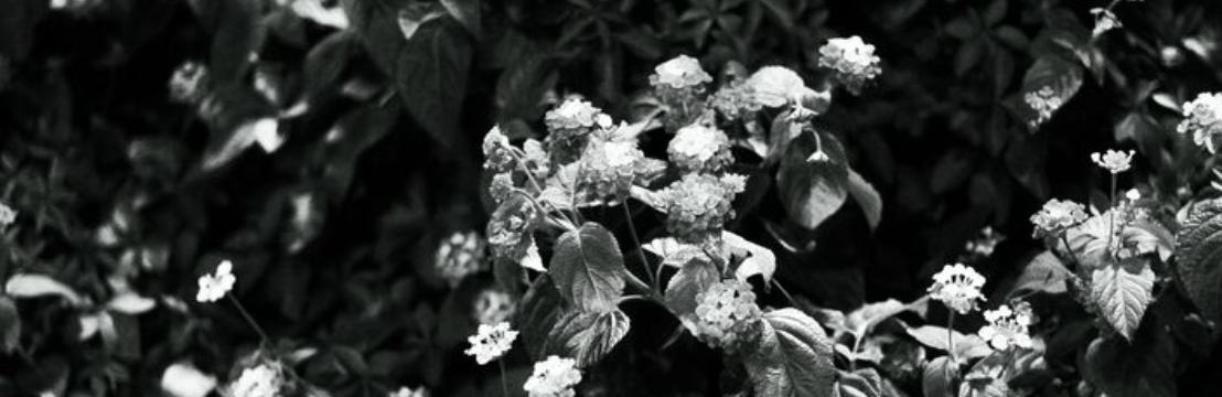 Stella Morfiere