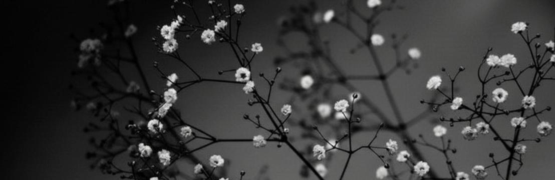 ⃛⃛⃛⃛ Stella