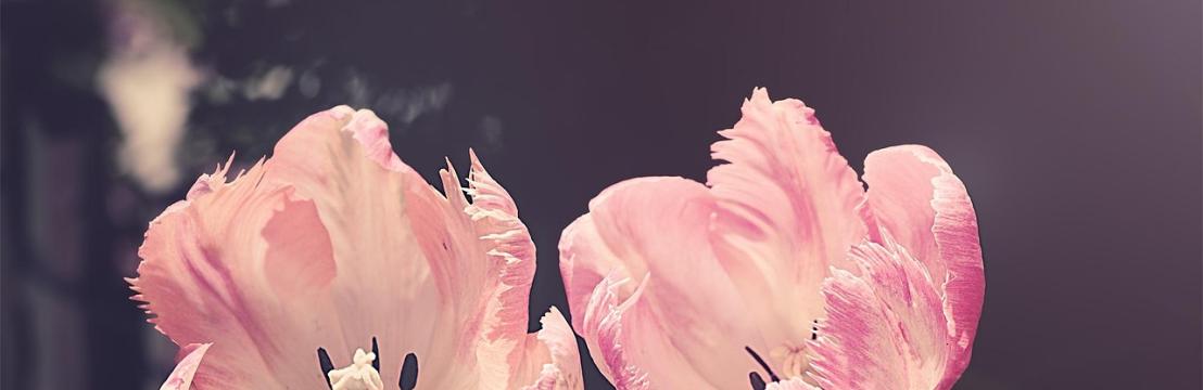 Thadorine  Lamboriet