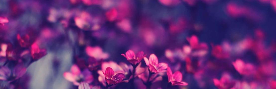 Busquedas de personajes 