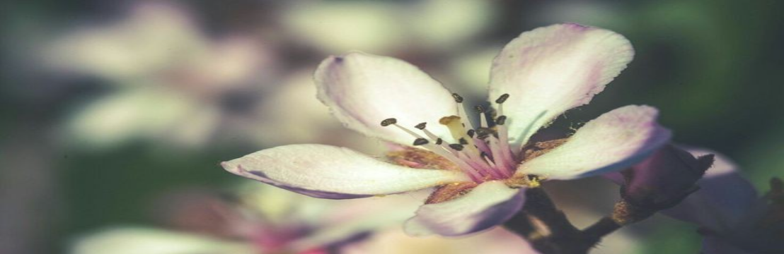 ა ℋ𝒾𝓃𝒶𝓉𝒶  ℋ𝓎𝓊𝓰𝒶 ໒