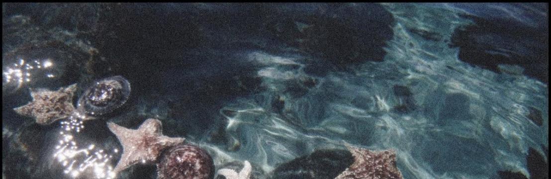 𝒩𝑒𝓇𝒾𝓈𝓈𝑒  𝒞𝑜𝓋𝑒